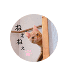 マンチカンのエリックくん2♪（個別スタンプ：5）