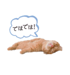 マンチカンのエリックくん2♪（個別スタンプ：12）