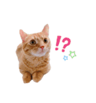 マンチカンのエリックくん2♪（個別スタンプ：13）