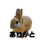 うさぎのこむぎさん⑥（個別スタンプ：3）