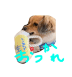 ちわっくす チワワ ダックス いぬ つぶ（個別スタンプ：2）