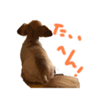 ちわっくす チワワ ダックス いぬ つぶ（個別スタンプ：12）