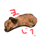 ちわっくす チワワ ダックス いぬ つぶ（個別スタンプ：15）