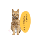 ロクちゃんスタンプ3（個別スタンプ：1）