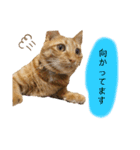 ロクちゃんスタンプ3（個別スタンプ：5）