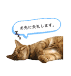 ロクちゃんスタンプ3（個別スタンプ：7）