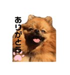ごまぽんきゅー（個別スタンプ：8）
