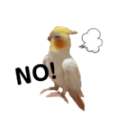ごまぽんきゅー（個別スタンプ：9）