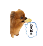 ごまぽんきゅー（個別スタンプ：11）