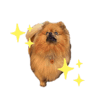ごまぽんきゅー（個別スタンプ：12）