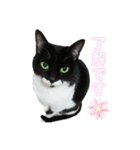 ♡キキララふーた♡（個別スタンプ：3）
