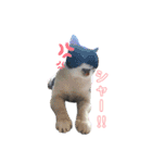 ♡キキララふーた♡（個別スタンプ：10）