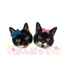 ♡キキララふーた♡（個別スタンプ：12）