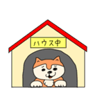 ニヒルな柴犬（個別スタンプ：16）