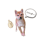 豆柴くうちゃん(関西弁)（個別スタンプ：1）