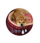 豆柴くうちゃん(関西弁)（個別スタンプ：25）