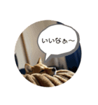 豆柴くうちゃん(関西弁)（個別スタンプ：28）