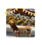 豆柴くうちゃん(関西弁)（個別スタンプ：32）