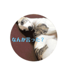 Harryの日常（個別スタンプ：17）