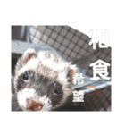 イタチのアドさん3（個別スタンプ：1）
