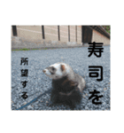 イタチのアドさん3（個別スタンプ：10）