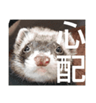 イタチのアドさん3（個別スタンプ：16）