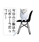 長文OK♪ 白ねこ メッセージスタンプ（個別スタンプ：5）