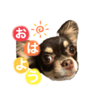 ちーちゃんすたんぷ①（個別スタンプ：1）