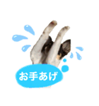 ちーちゃんすたんぷ①（個別スタンプ：3）