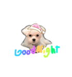 マルチーズ coco ①（個別スタンプ：1）