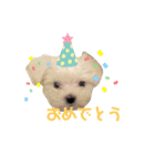 マルチーズ coco ①（個別スタンプ：4）