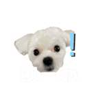 マルチーズ coco ①（個別スタンプ：6）
