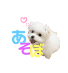 マルチーズ coco ①（個別スタンプ：13）