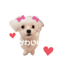 マルチーズ coco ①（個別スタンプ：15）