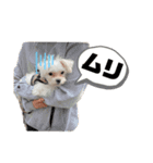 マルチーズ coco ①（個別スタンプ：16）