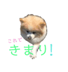 ポメラニアンのララちゃん。（個別スタンプ：1）