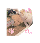 ポメラニアンのララちゃん。（個別スタンプ：2）