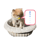 ポメラニアンのララちゃん。（個別スタンプ：3）