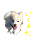 ポメラニアンのララちゃん。（個別スタンプ：8）