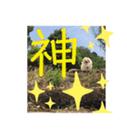 ポメラニアンのララちゃん。（個別スタンプ：13）