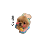 我が家のぽけもこちゃん（個別スタンプ：1）