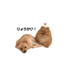 我が家のぽけもこちゃん（個別スタンプ：2）