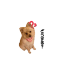 我が家のぽけもこちゃん（個別スタンプ：3）