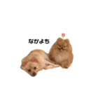 我が家のぽけもこちゃん（個別スタンプ：13）