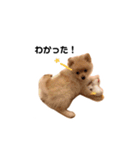 我が家のぽけもこちゃん（個別スタンプ：17）