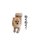 我が家のぽけもこちゃん（個別スタンプ：19）
