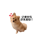 我が家のぽけもこちゃん（個別スタンプ：23）