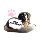 らふぃあん♪（個別スタンプ：1）