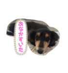 らふぃあん♪（個別スタンプ：21）
