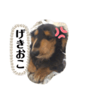 らふぃあん♪（個別スタンプ：22）